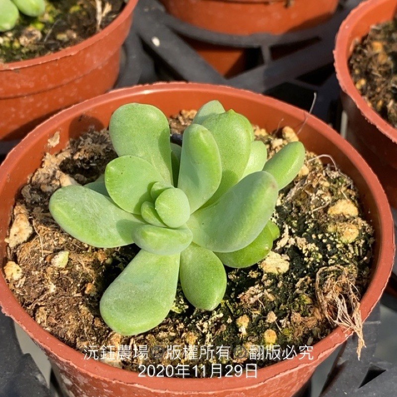 沅鈺農場多肉植物春萌 蝦皮購物
