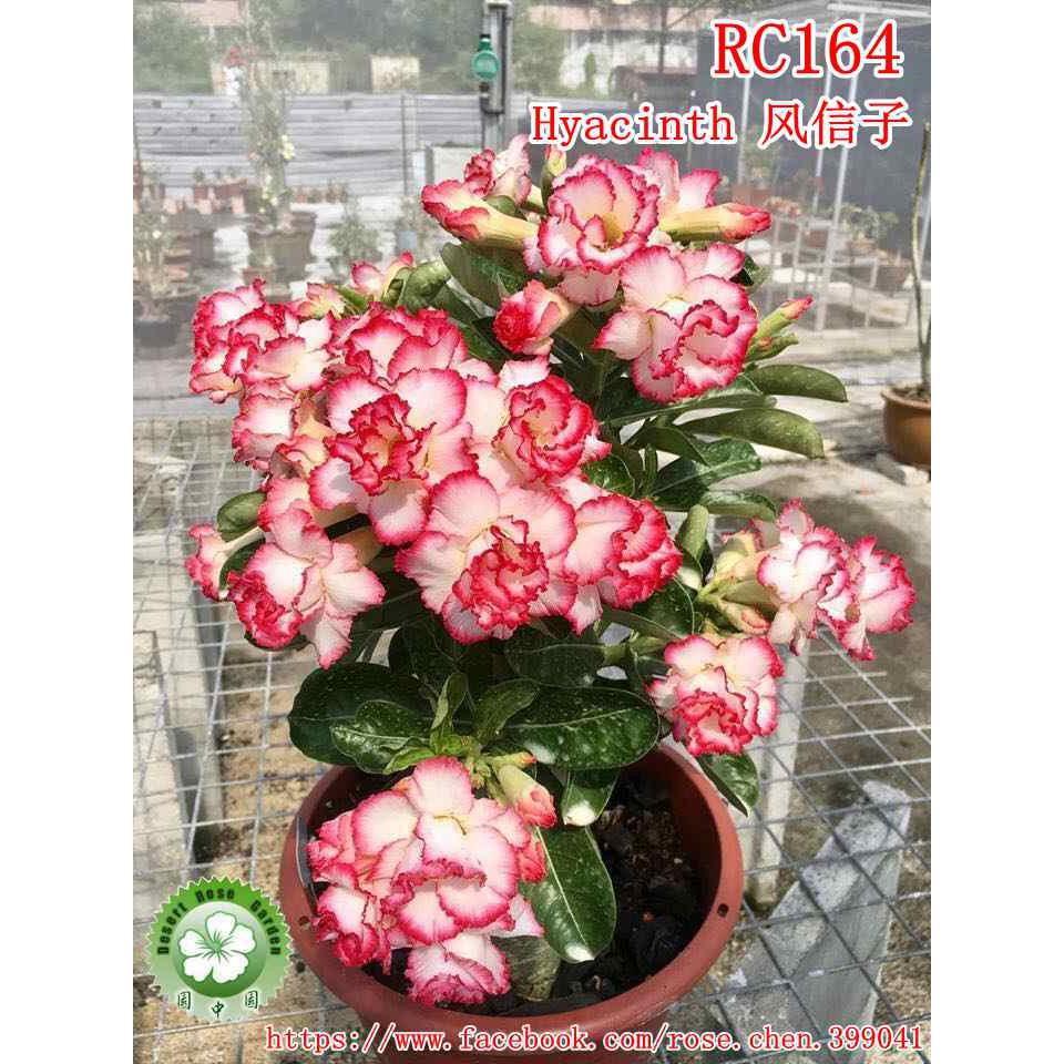 園中園 沙漠玫瑰風信子5吋盆 蝦皮購物