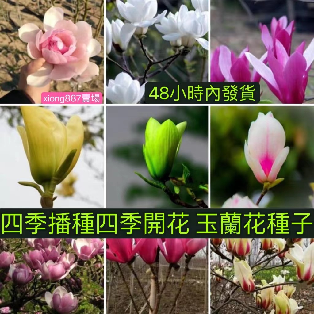 台中 超高發芽率 玉蘭花種子四季播種四季開花大型庭院易種易活紅黃白紫玉蘭花種子廣玉蘭花白蘭花種子 蝦皮購物