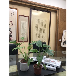 奧利多/小天使 蔓綠絨/3吋～室內空氣淨化植物⋯
