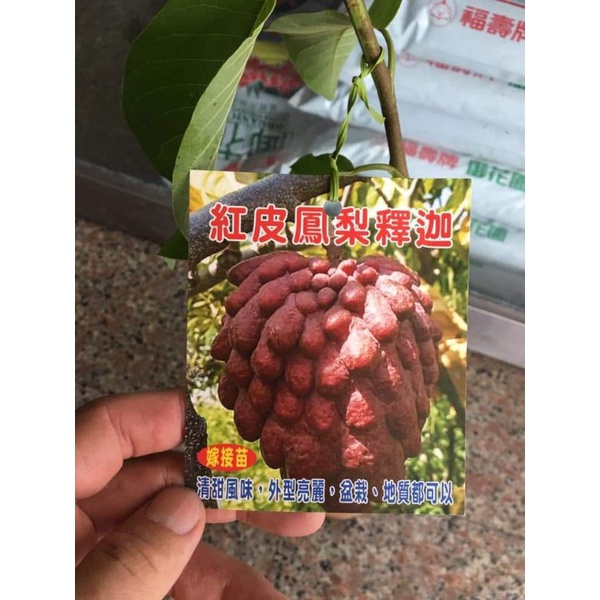 **小農之家**優質種苗「紅皮鳳梨釋迦」極大顆 很甜  稀有水果苗 高約40-50cm 嫁接苗