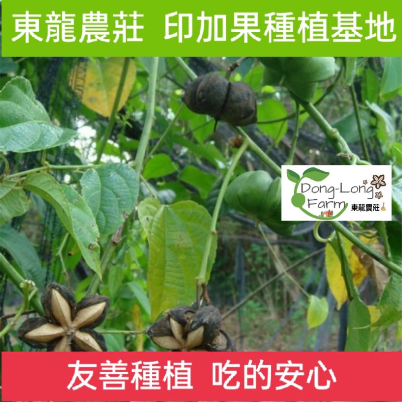 【苗栗小農自產自銷】印加果油（苗栗縣政府友善種植認證）小農種植濃厚香甜/生酮/素食🎊冷壓熟成💓【支持MIT本土印加果油】