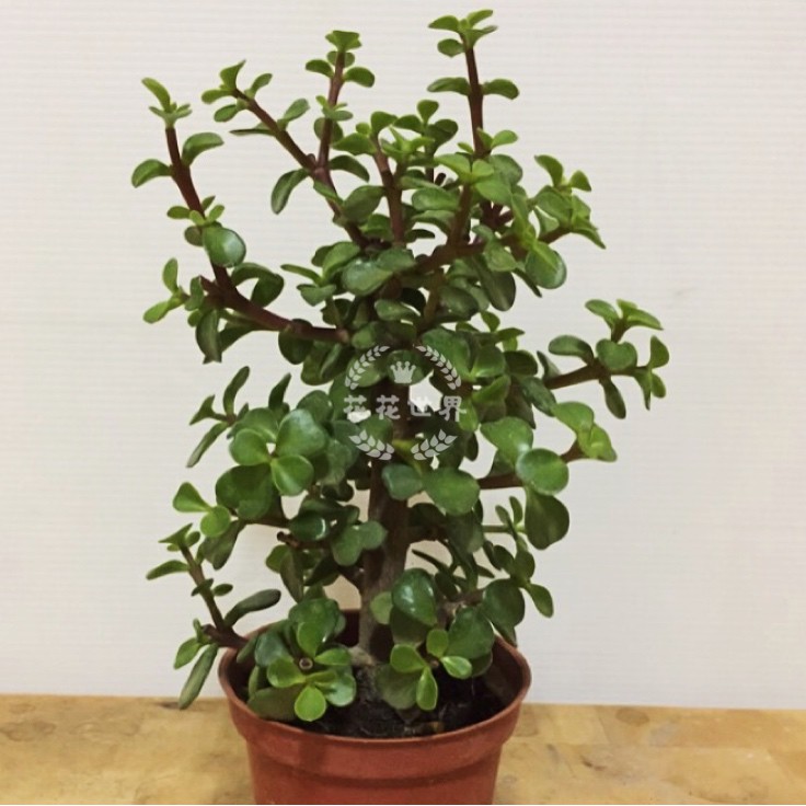 小仙肉 銀杏木 樹馬齒莧 馬齒莧樹 發財樹易活 蝦皮購物
