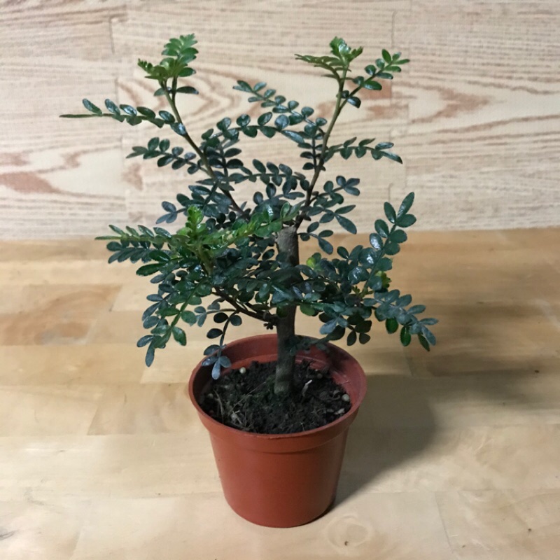 綠園 鰭山椒 胡椒木 3寸盆 蝦皮購物
