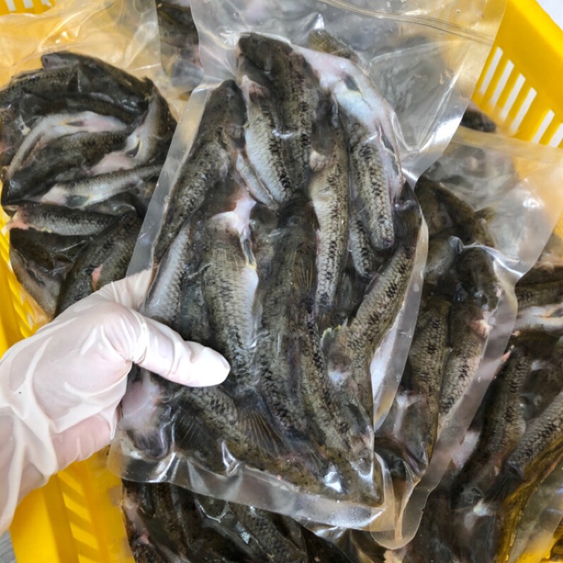 生態養殖池 狗甘仔魚