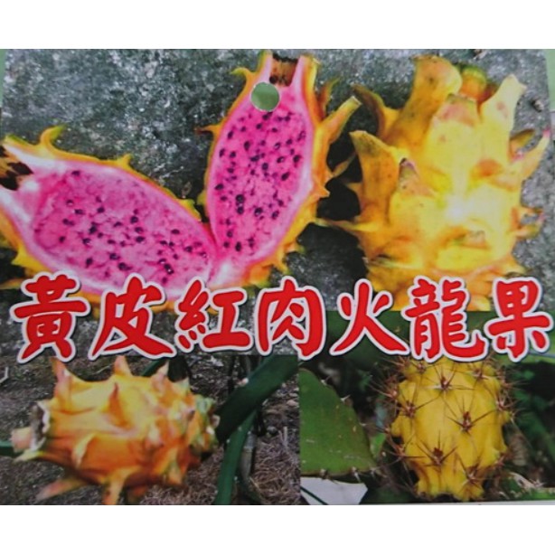 花囍園_水果苗—黃皮紅肉火龍果 --新品種~黃皮紅果肉 /5吋高約15-20cm