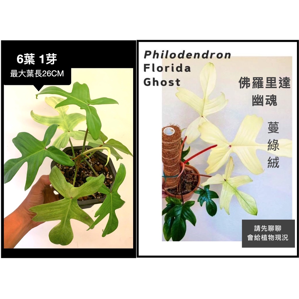 【鹿過植栽】佛羅里達幽魂 9葉1芽 最大葉26公分 蔓綠絨 philodendron florida ghost