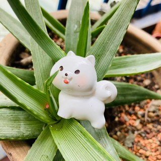 Rainxpluie 知雨若泥 多肉植物盆栽裝飾•創業•新年擺飾•微景觀•臺灣出貨•園藝造景•小物 汪汪園地-淘氣小白狗