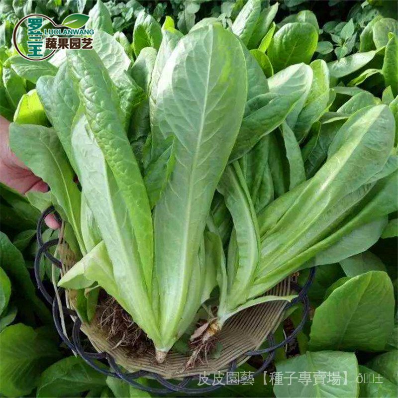 種子夯【綠孔雀菜種子】四季播播孔雀菜種籽紫色細葉沙拉菜生菜蔬菜種子 AdN2