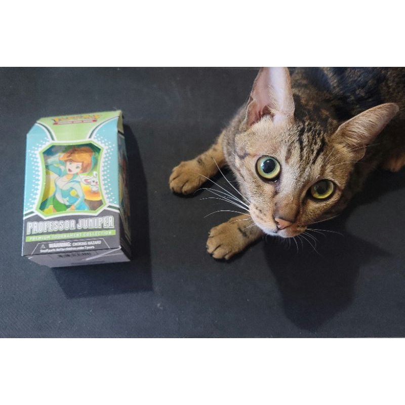 ［貓咪賺罐罐］寶可夢國際版 紅豆杉博士禮盒