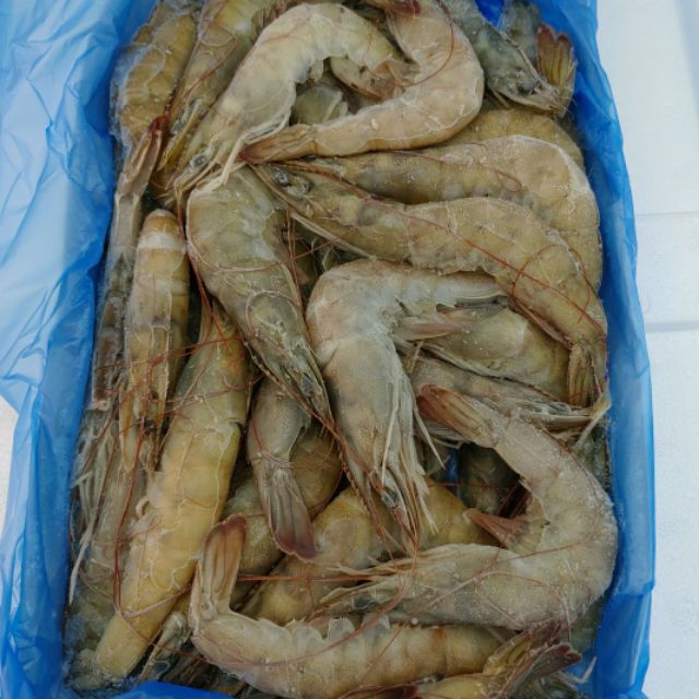 🌈 南美 活凍白蝦40/50 900g(南美生凍蝦) 烤肉/露營