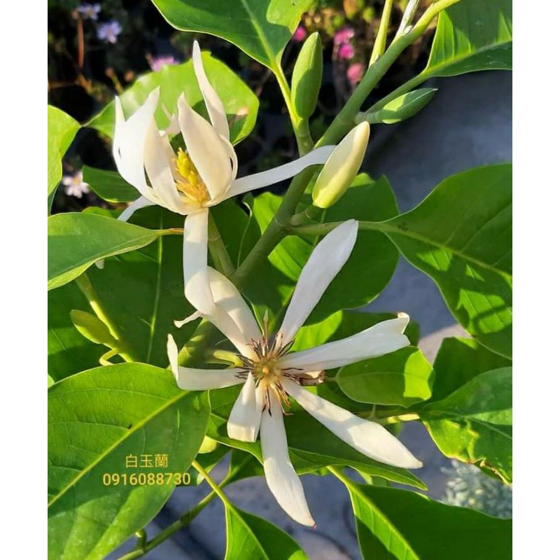 頂上花藝 各色玉蘭花婆婆的香水味 金玉蘭 白玉蘭 蝦皮購物
