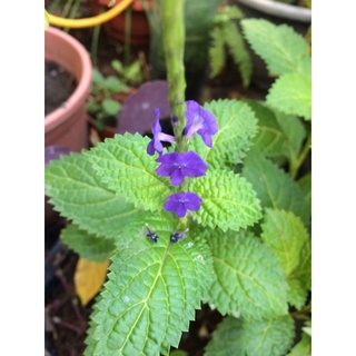 紫花長穗木 馬鞭草 花穗支條30支花穗內有很多種子 蝦皮購物