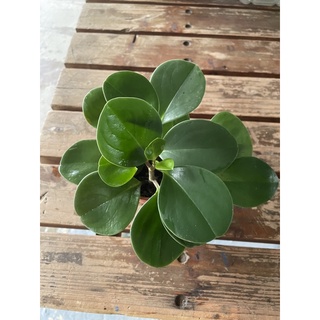 圓葉椒草 圓葉發財樹 療癒盆栽 辦公室招財旺財盆栽 淨化空氣 除甲醛 觀葉植物 可水耕植物 /3吋盆出貨