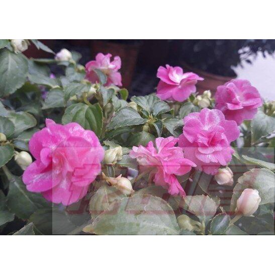 重瓣鳳仙花的價格推薦 21年9月 比價比個夠biggo