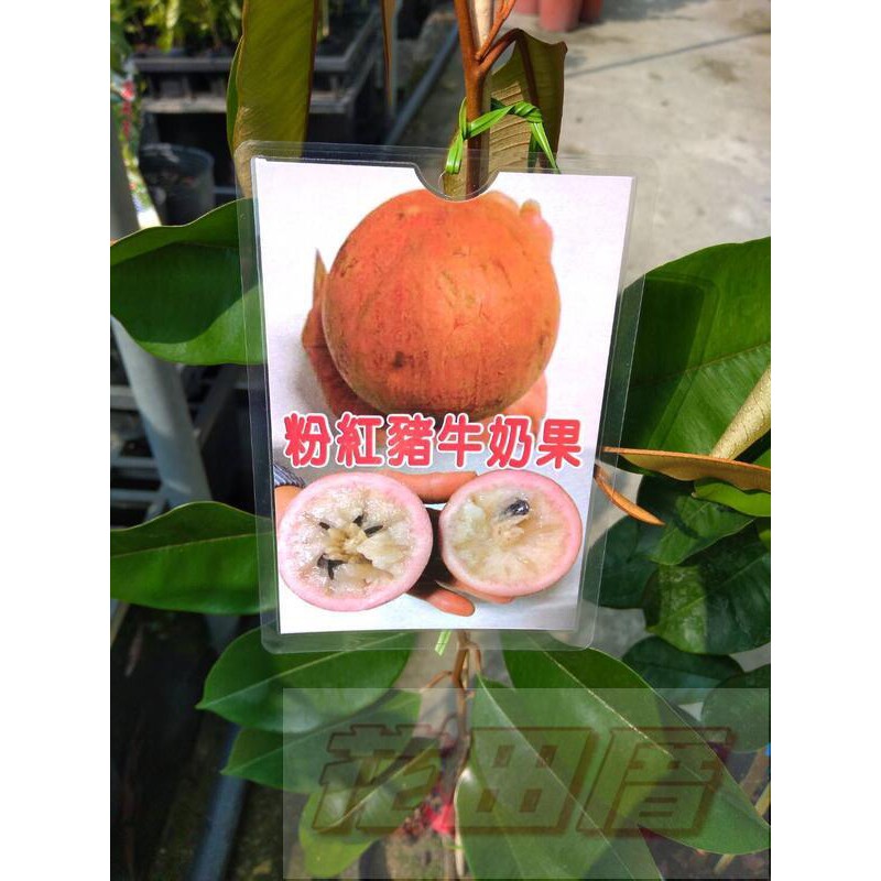 花田厝_季節水果--粉紅豬牛奶果--新品種4吋盆高30-40公分