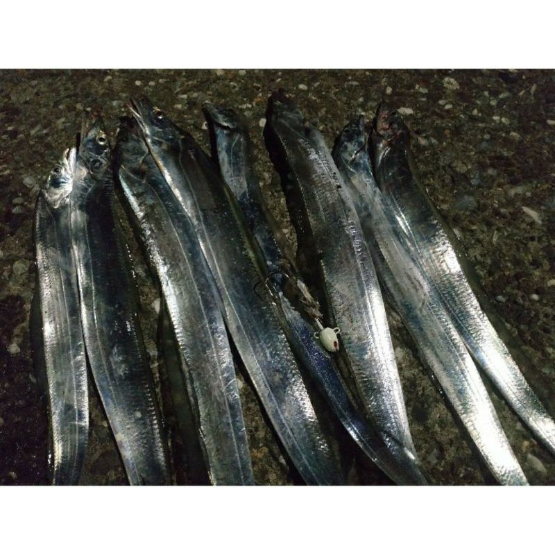 天亞天亞鈎岸拋白帶魚和船釣白帶魚超低價太刀魚單鈎雙鈎便宜好用夜光猛光超極光鉛頭鉤魚頭鉤