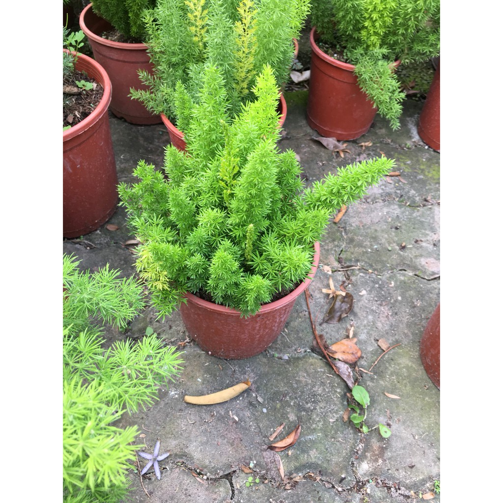 一禪種苗園 四季常綠植物 狐尾武竹 非洲天門冬 觀葉植物 5吋盆 蝦皮購物