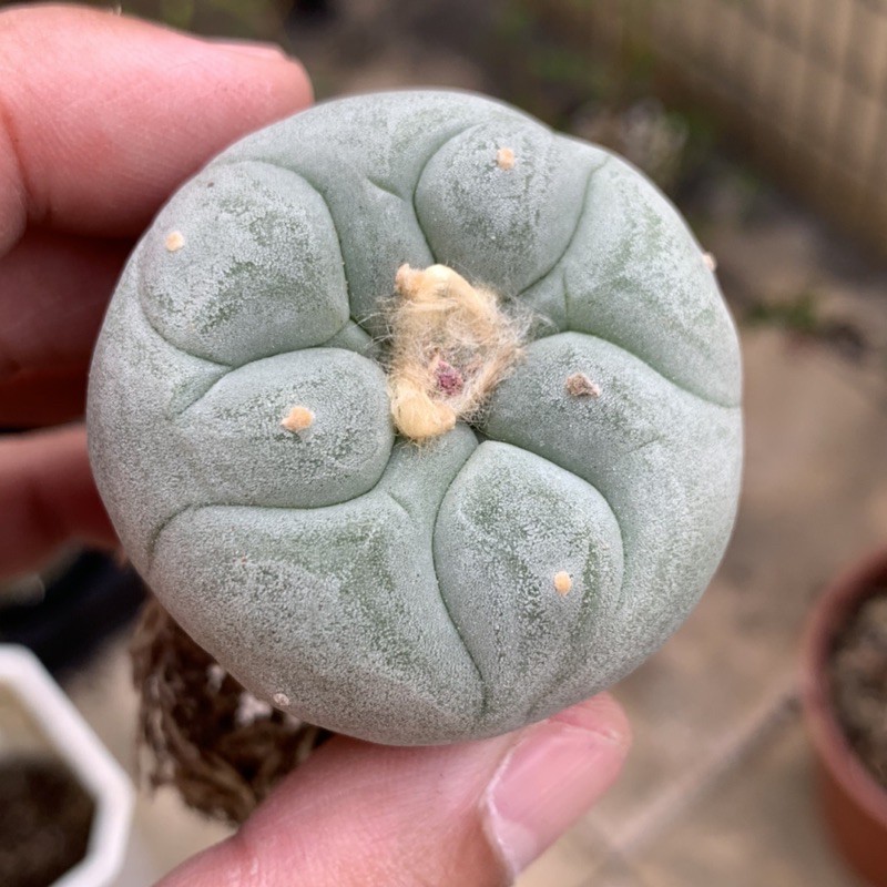 銀冠玉大疣的價格推薦- 2026年3月| 比價比個夠BigGo