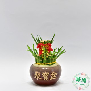 快速出貨 開運竹 盆栽 小品 招財植物 兩層 水耕植物 過年 送禮 步步高昇 幸運竹 富貴竹