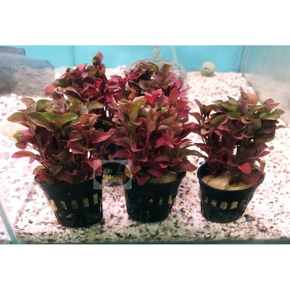 樂魚寶 紅波草水草 耐水性植物 適合雨林爬蟲缸種植雨淋兩棲缸 盆 蝦皮購物