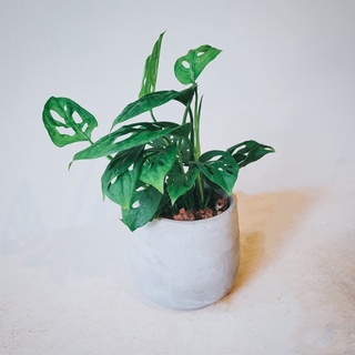 盆空間・窗孔蔓綠絨 洞洞蔓綠絨 室內觀賞植物綠化盆栽植栽 青山盆/塑膠盆/陶瓷盆/水泥盆 3.5-4.5吋盆