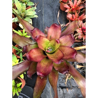 漫活雨林 Neoregelia Puerto Rico 波多黎各 /五彩積水鳳梨/觀賞/園藝