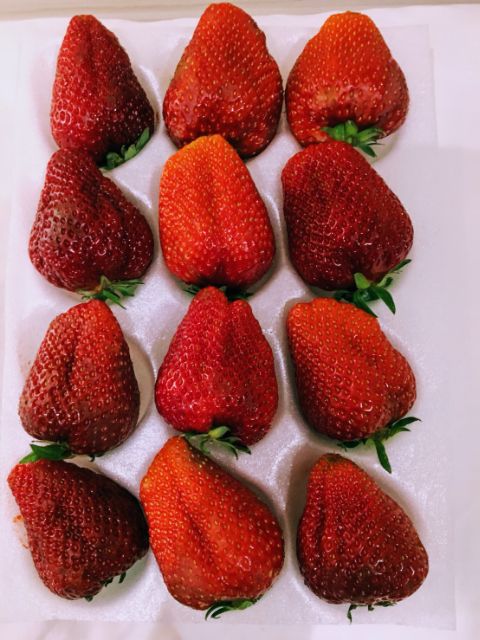 日本草莓.草莓苗.千葉 愛莓(アイベリー)草莓種子