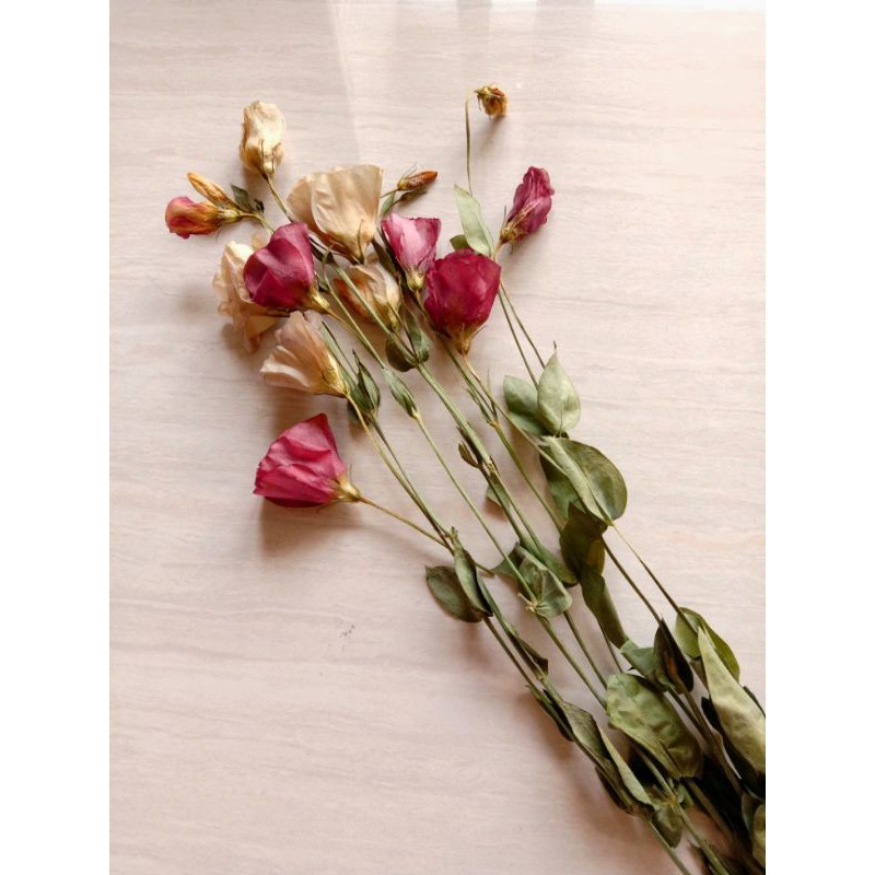 桔梗乾燥花 雙色 蝦皮購物