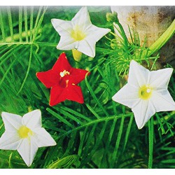 現貨 全館790免運 蔦蘿種子 混合色花卉種子樂活栽種 蝦皮購物