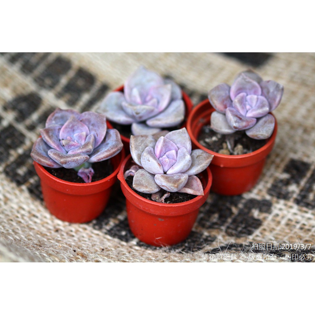 1吋迷你盆 紫色喜悅 紫樂 景天科多肉植物 蘭花草園藝 蝦皮購物