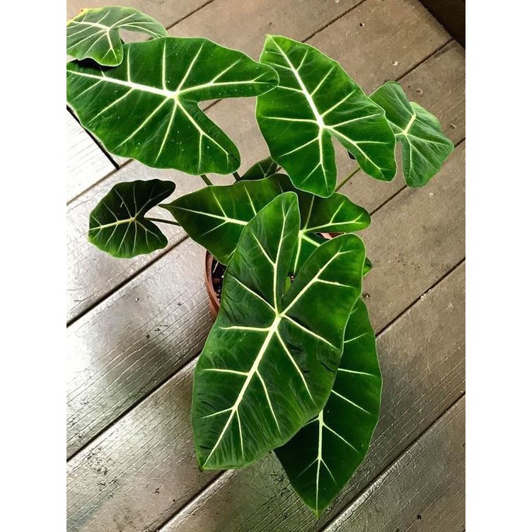 絨葉觀音蓮 Alocasia Micholitziana 觀葉植物天南星科 蝦皮購物