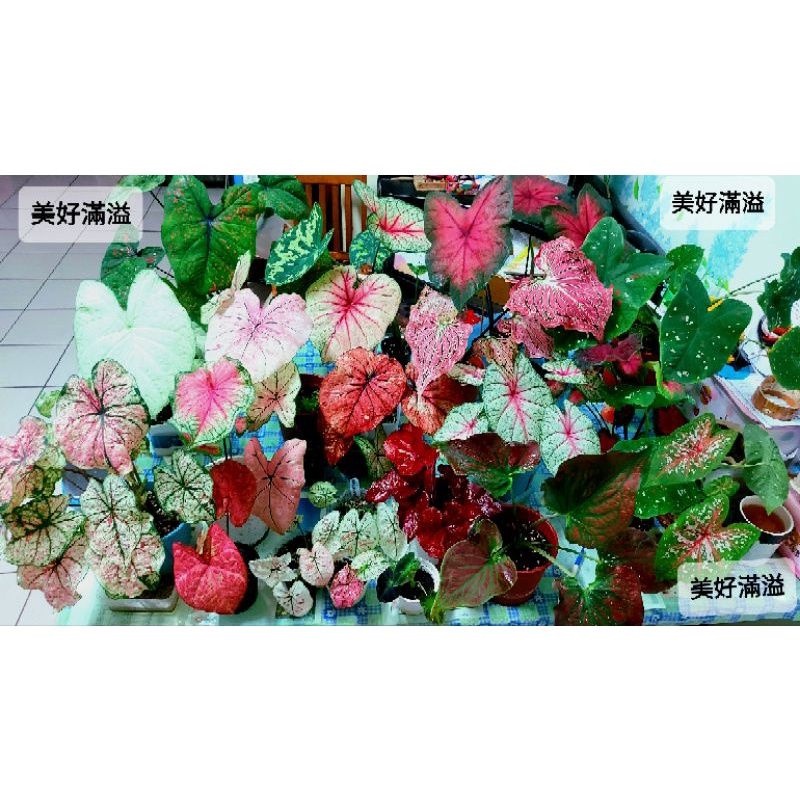 ♡美好滿溢♡.彩葉芋都在這啦～數十個品種，歡迎聊聊，caladium高級純白.白皇后.白日夢、沙漠日落.火焰.阿波羅