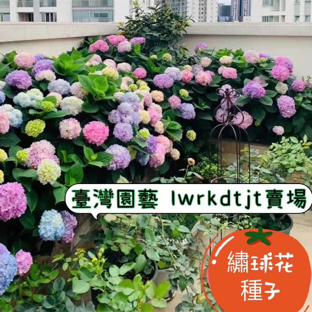 台園 【開發票】收據 免運 【繡球花種子】四季開花易種植 繡球花種子 花卉種子 室內室外可種植