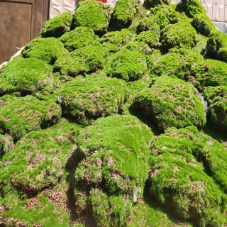 摩登時尚一派 模擬 青苔 蘚草皮草坪 植物景觀 綠色植物 場景櫥窗 展示盆景 盆栽水族品