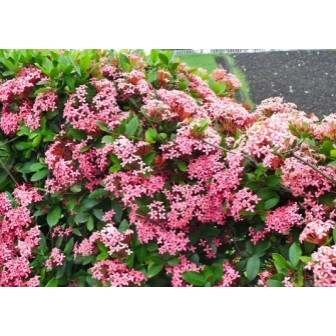 綠種苗 宮粉仙丹1株 30公分高 蝦皮購物