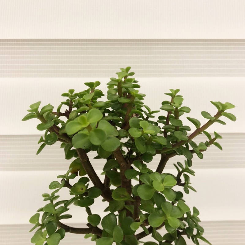 銀杏盆栽的價格推薦第3 頁 21年10月 比價比個夠biggo