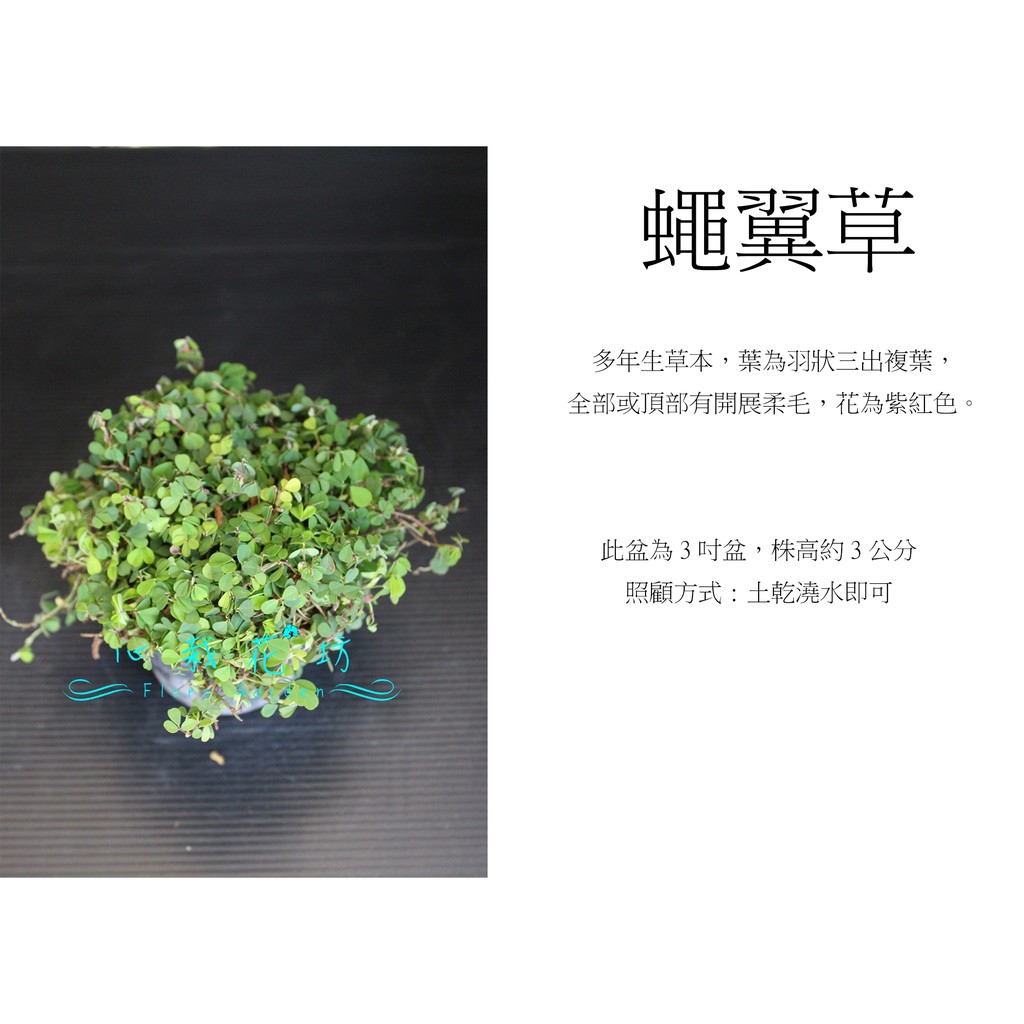 心栽花坊-蠅翼草/3吋/小品/綠化植物售價40特價35