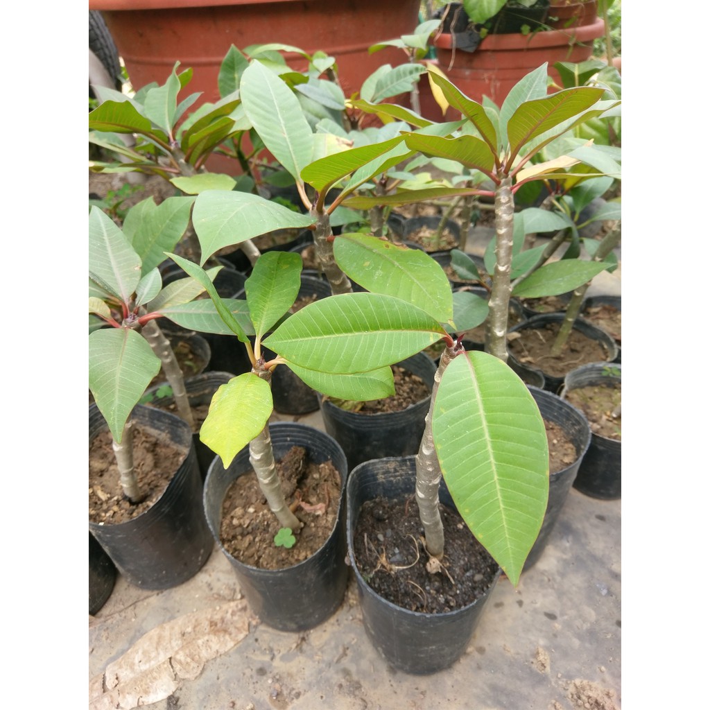 雞蛋花苗緬梔種子實生苗 蝦皮購物