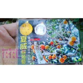 花花世界-水果苗夏威樹葡萄5吋盆高30-40cm全世界最新 大品種樹葡萄