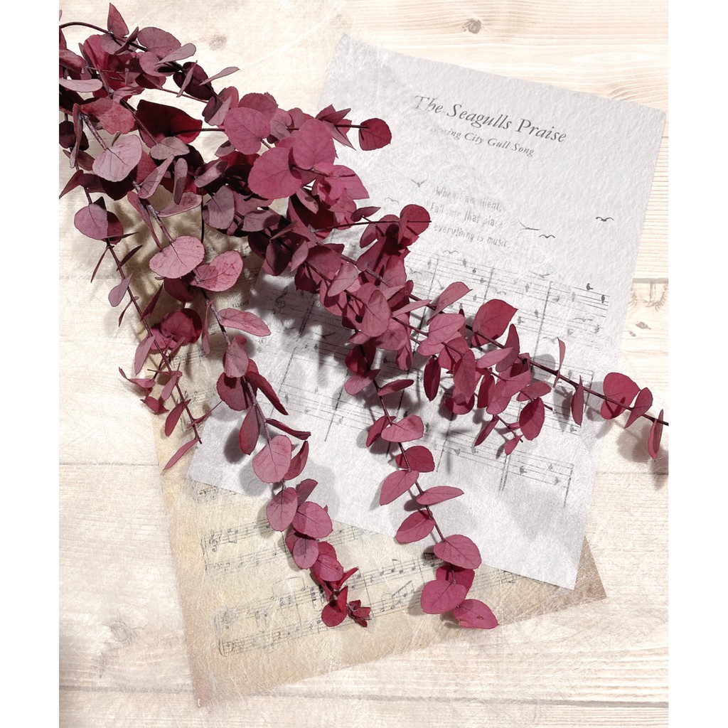 夏 花charice Flora 乾燥花 乾燥花材 手作素材 乾燥花素材 不凋花 永生花 尤加利葉 尤加利葉小圓葉 蝦皮購物