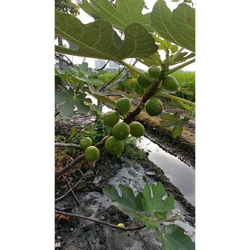 靜植生活🌿 出清啦！！植物健康好幫手，液體肥料500毫升裝。 發酵 肥料 益菌肥 液肥 有機肥料 無花果 草莓 葉菜