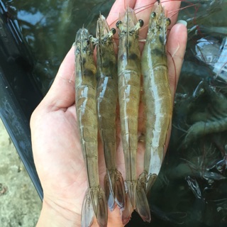 [無毒養殖系列] 特級巨大鹹水白蝦 600g 實重不包冰 約30尾斤