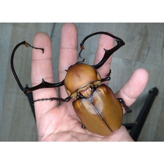 甲蟲先生甲蟲飼育用品專賣店 線上商店 蝦皮購物