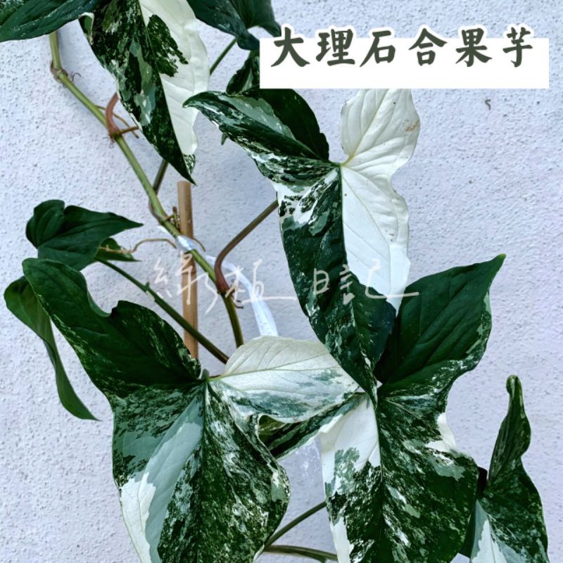 | 綠植日記 | 大理石合果芋/斑葉合果芋/觀葉植物/4.5吋