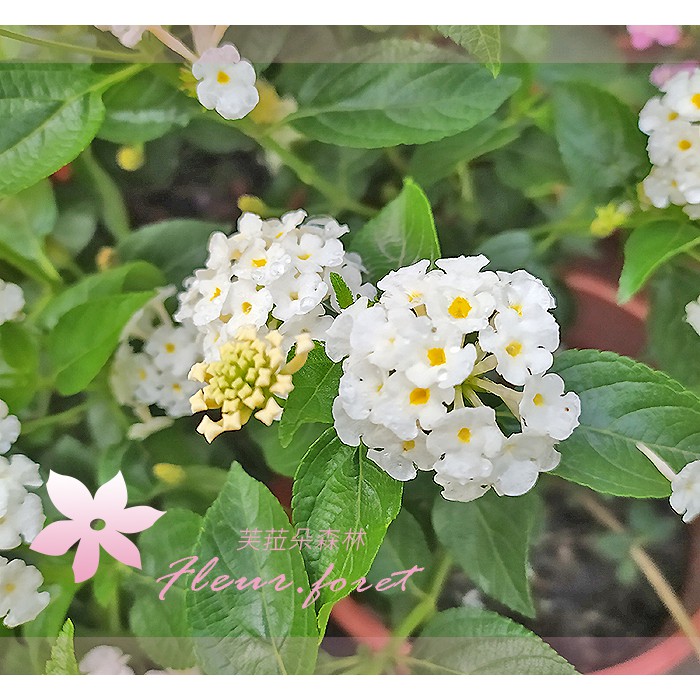 芙菈朵森林 馬櫻丹 紫花馬櫻丹 蔓性馬櫻丹 5-6吋盆 香花植物 綠籬植物 3色