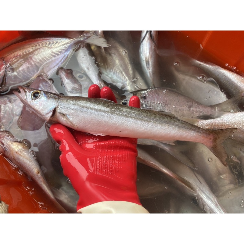「現」藍海鮮魚-大溪漁港每日現撈「尖梭 尖梭魚 金梭魚 」