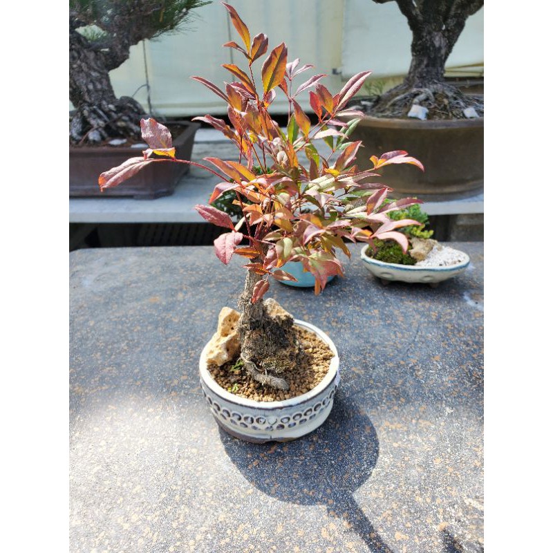 南天竹精品手掌盆栽 新年植栽 辦公室植栽 室內植物 蝦皮購物
