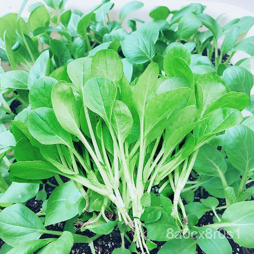 四季雞毛菜種子 陽台盆栽蔬菜種籽 小白菜20天速摘高產小青菜種子 蔬菜種子