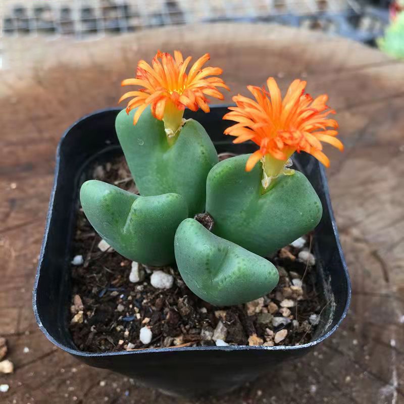 141円 超可爱 将門 2頭 小型足袋型 昼咲き種 オレンジ花 2